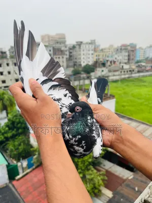 কবুতর বিক্রি