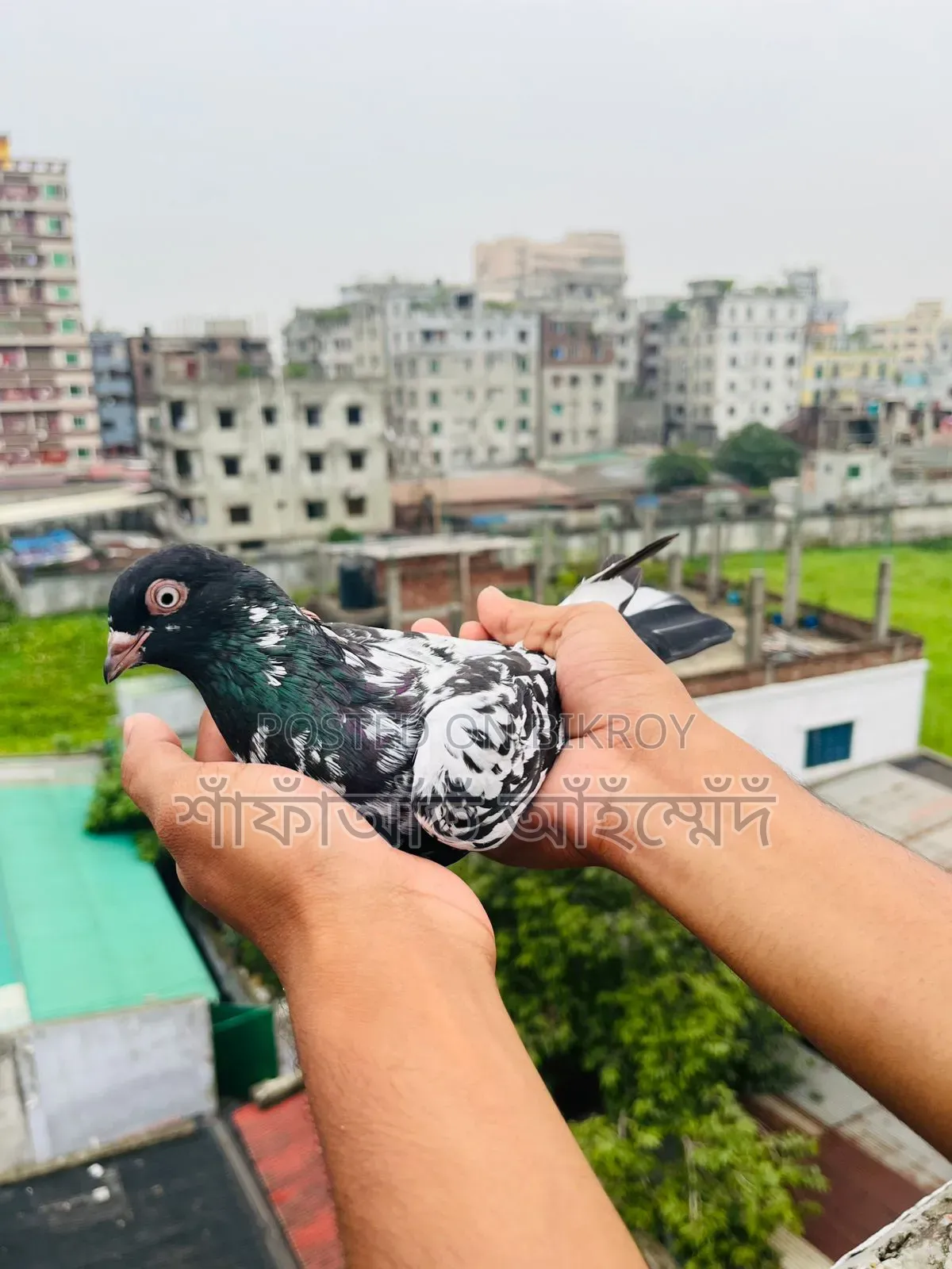 কবুতর বিক্রি