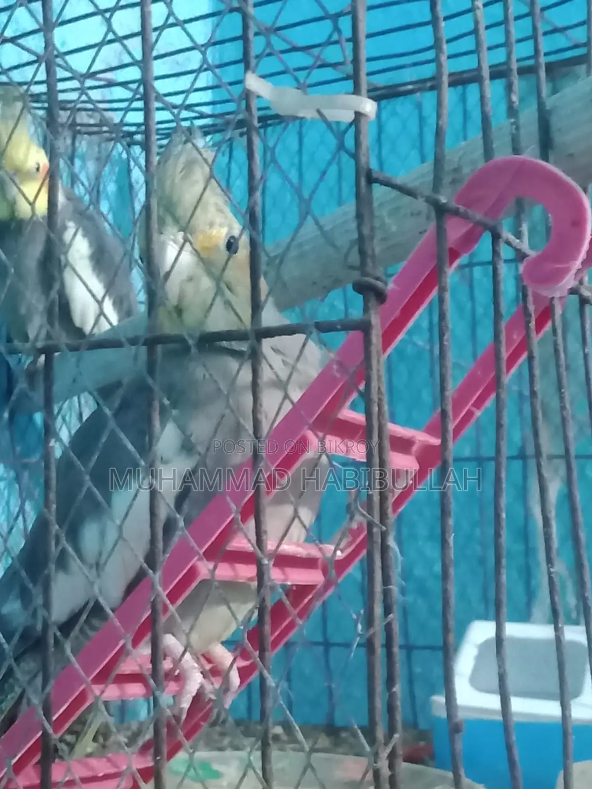 Gray Cockatiel 7 Pis