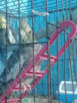 Gray Cockatiel 7 Pis
