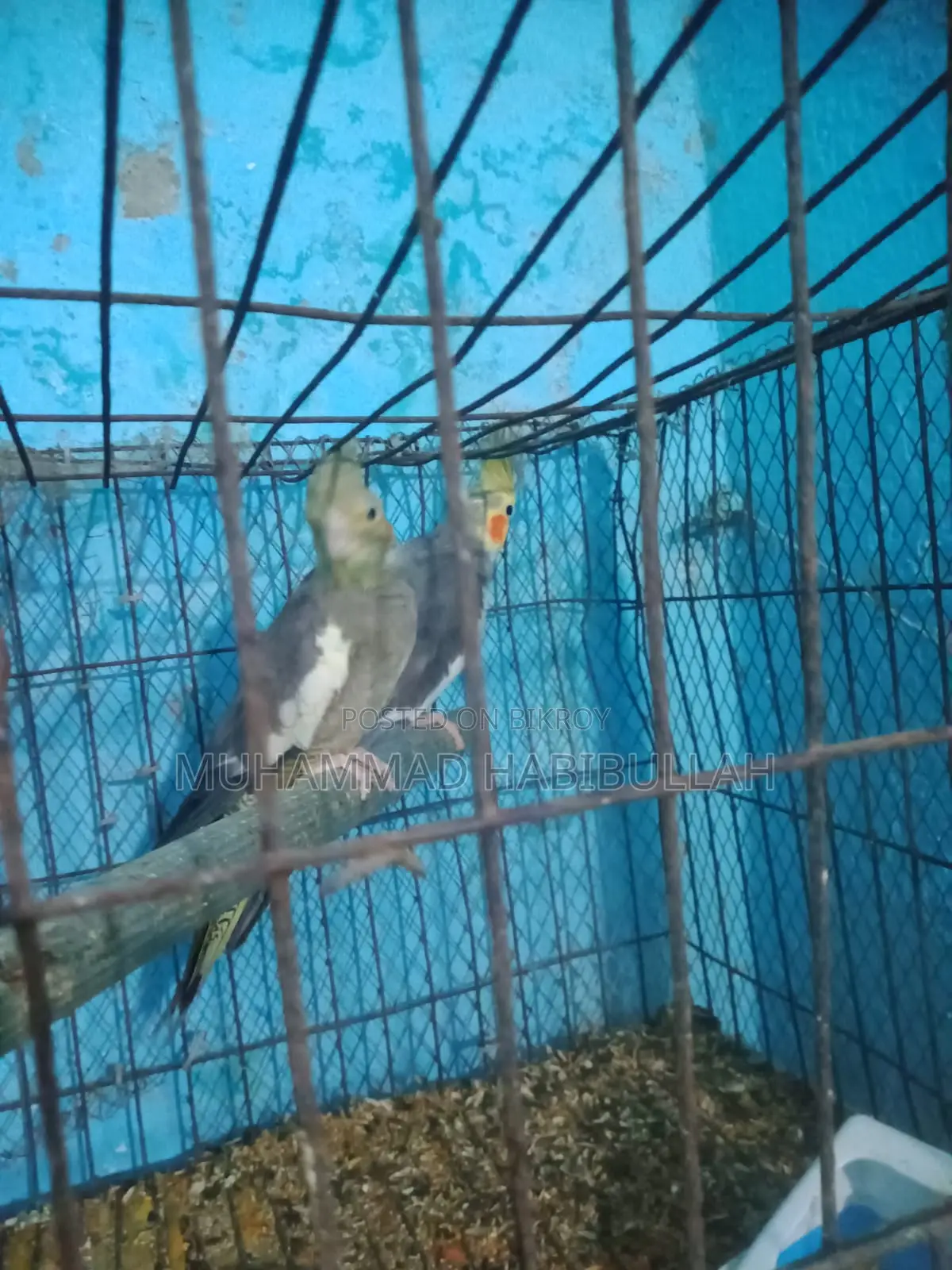 Gray Cockatiel 7 Pis