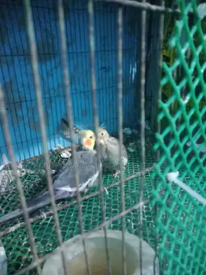 Gray Cockatiel 7 Pis