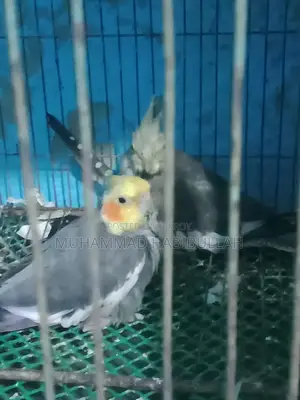 Gray Cockatiel 7 Pis