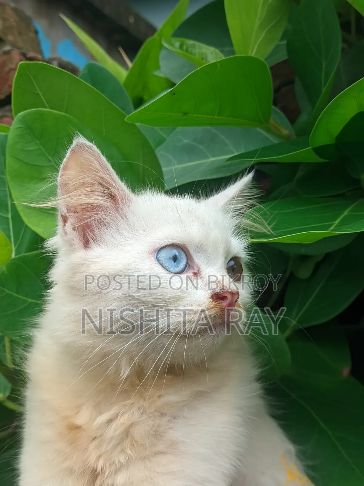 3-6 Months Female Purebred Persian