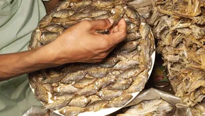 Best Chepa Shutki from Kishoreganj.