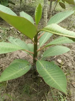 কাঠ গোলাপের চারা