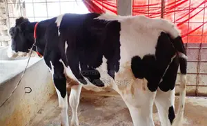 উন্নত জাতের বকনা বিক্রয় হবে।(১৪০২ নং)