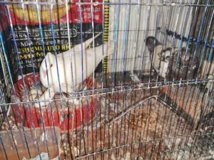 অনেক ভালো একজোড়া গুলা কবুতর।