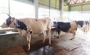 ১৪০৪ নং উন্নত জাতের ৩টি গাভী বিক্রয় হবে।