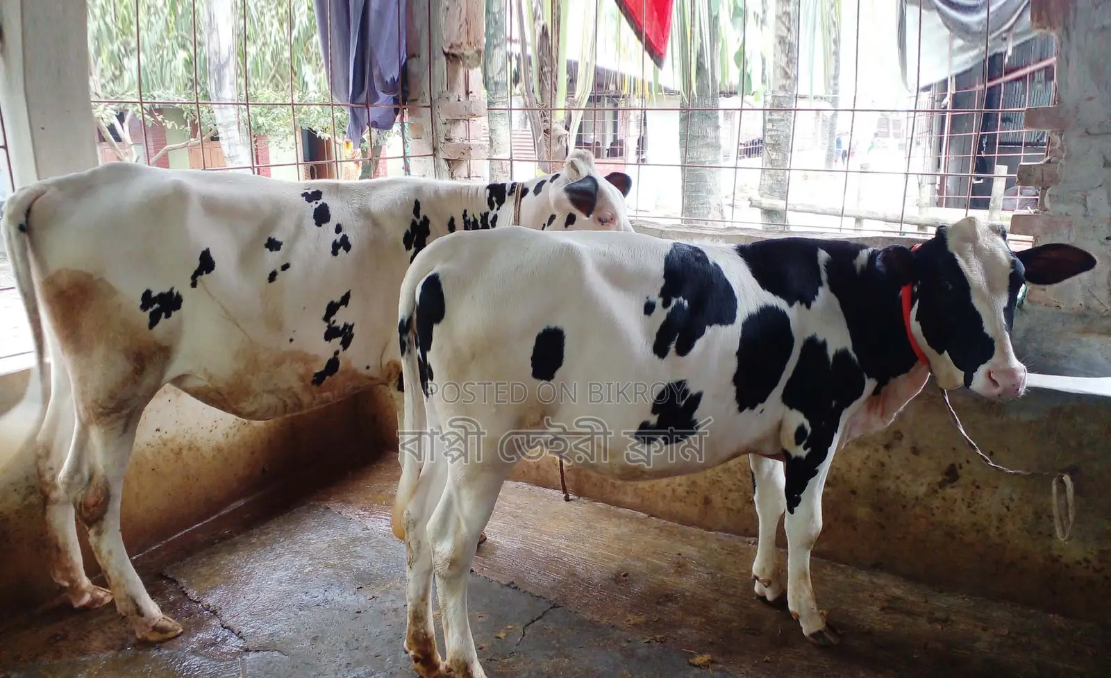 1405 No. 2 heifers for sale, good breed.