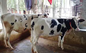 1405 No. 2 heifers for sale, good breed.
