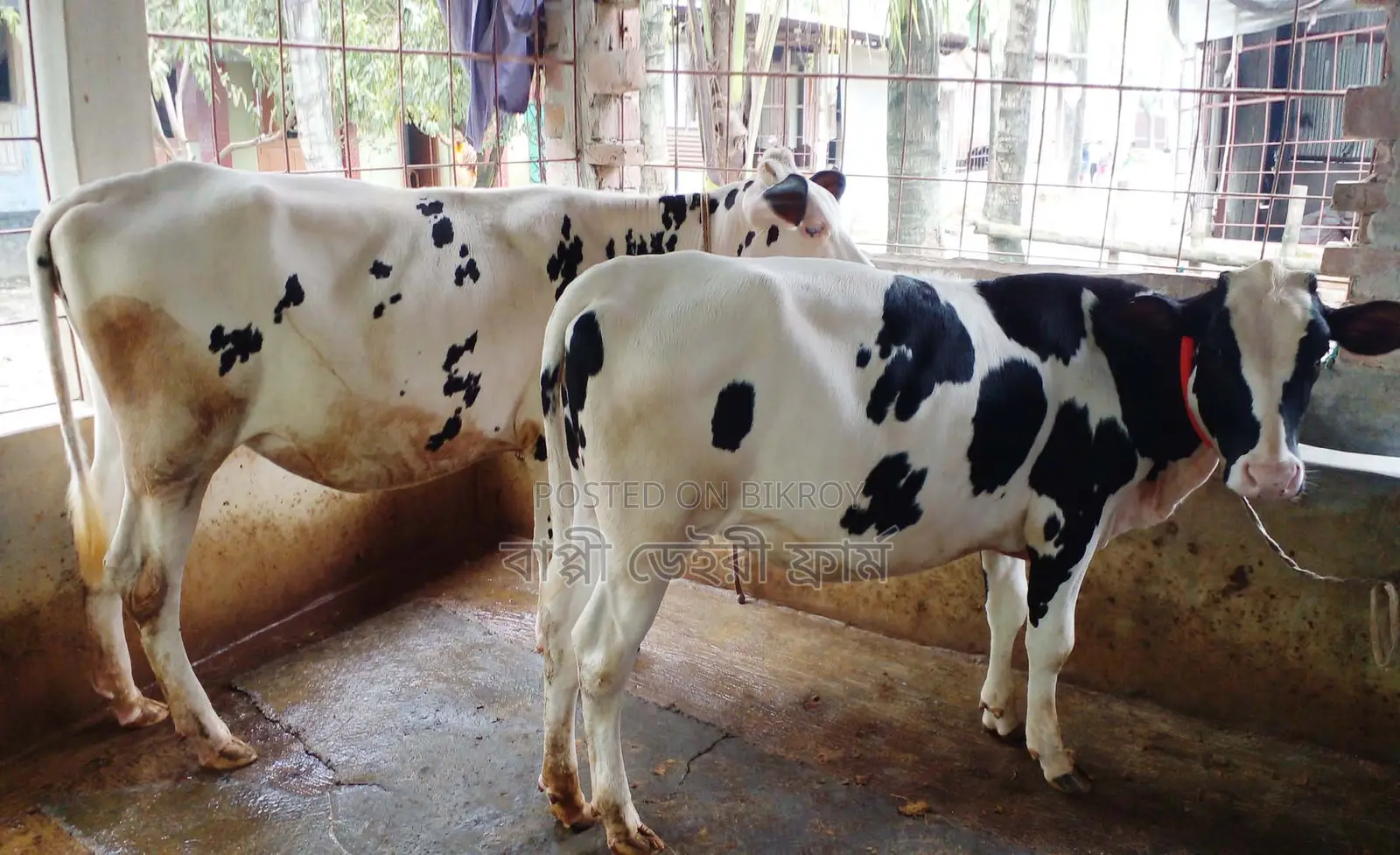 1405 No. 2 heifers for sale, good breed.