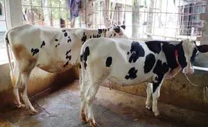 1405 No. 2 heifers for sale, good breed.