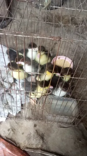 চিনা হাসের বাচ্চা