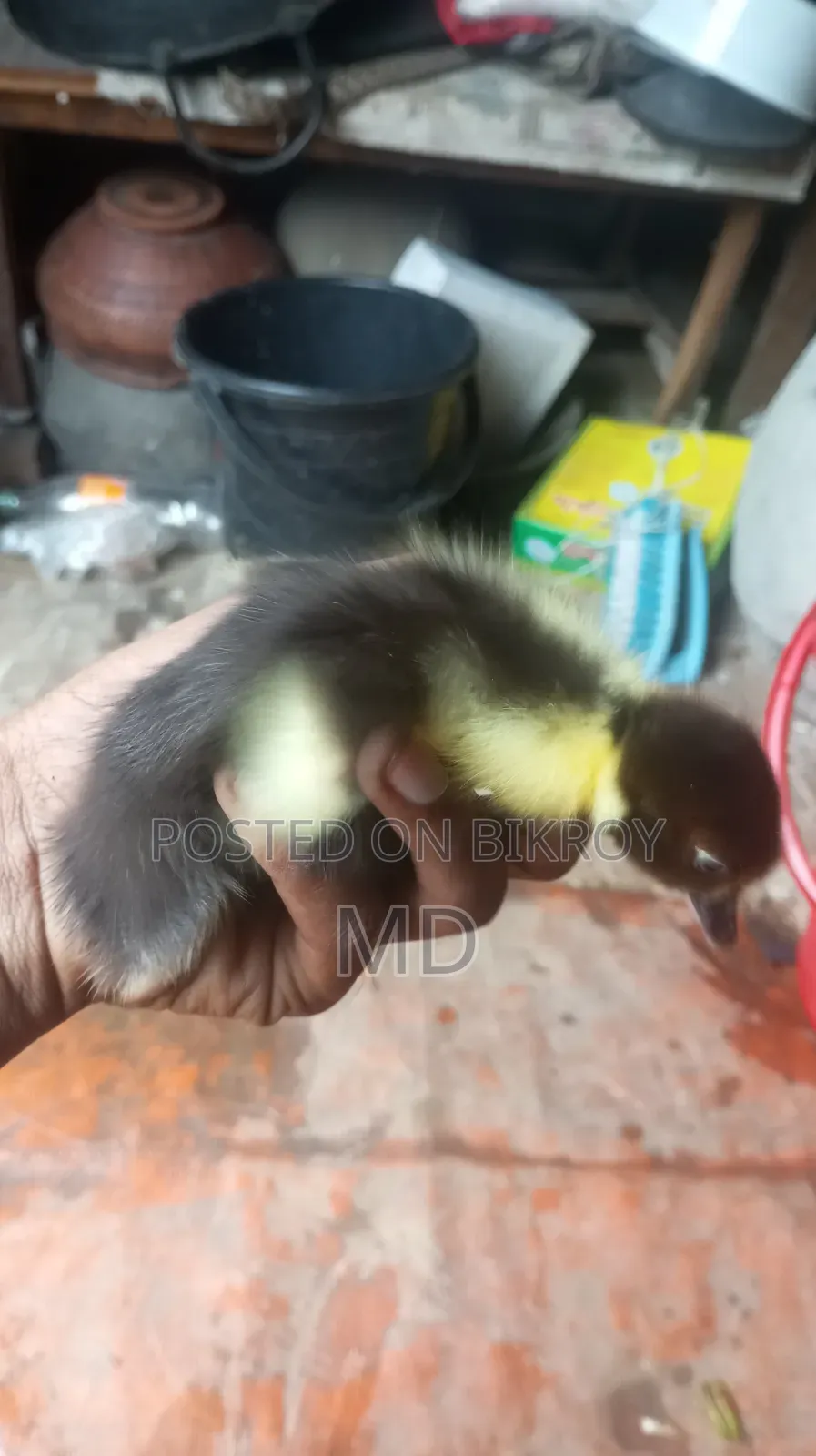 চিনা হাসের বাচ্চা