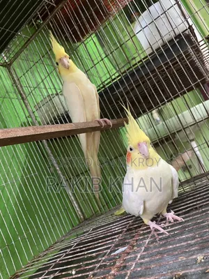 Cockatiel Bird