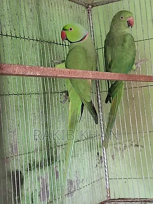 India Ringneck Parakeet