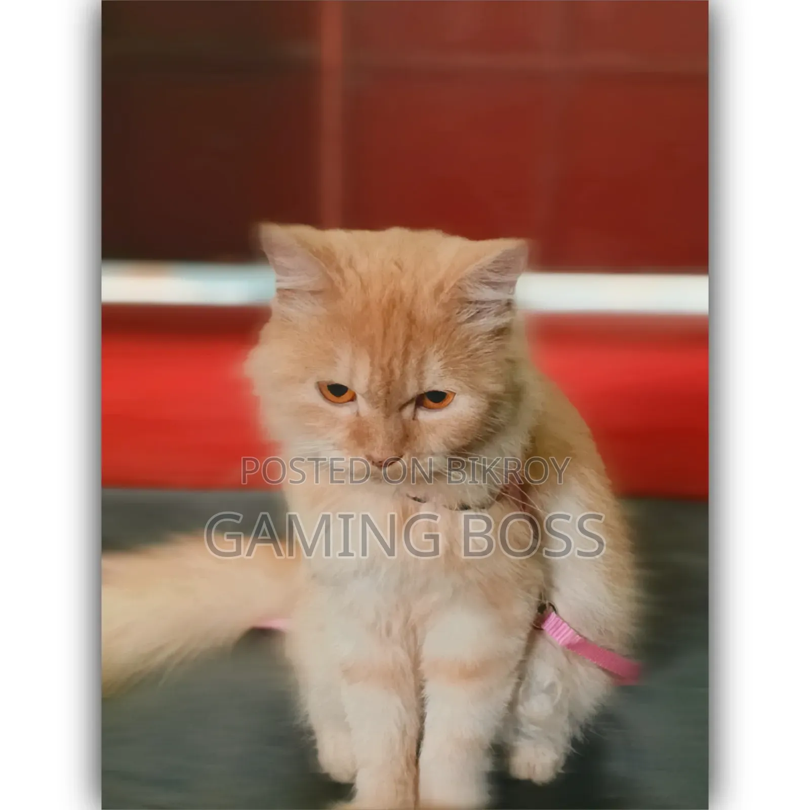 1+ Year Female Purebred Persian