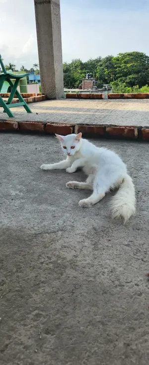 1+ Year Male Purebred Persian