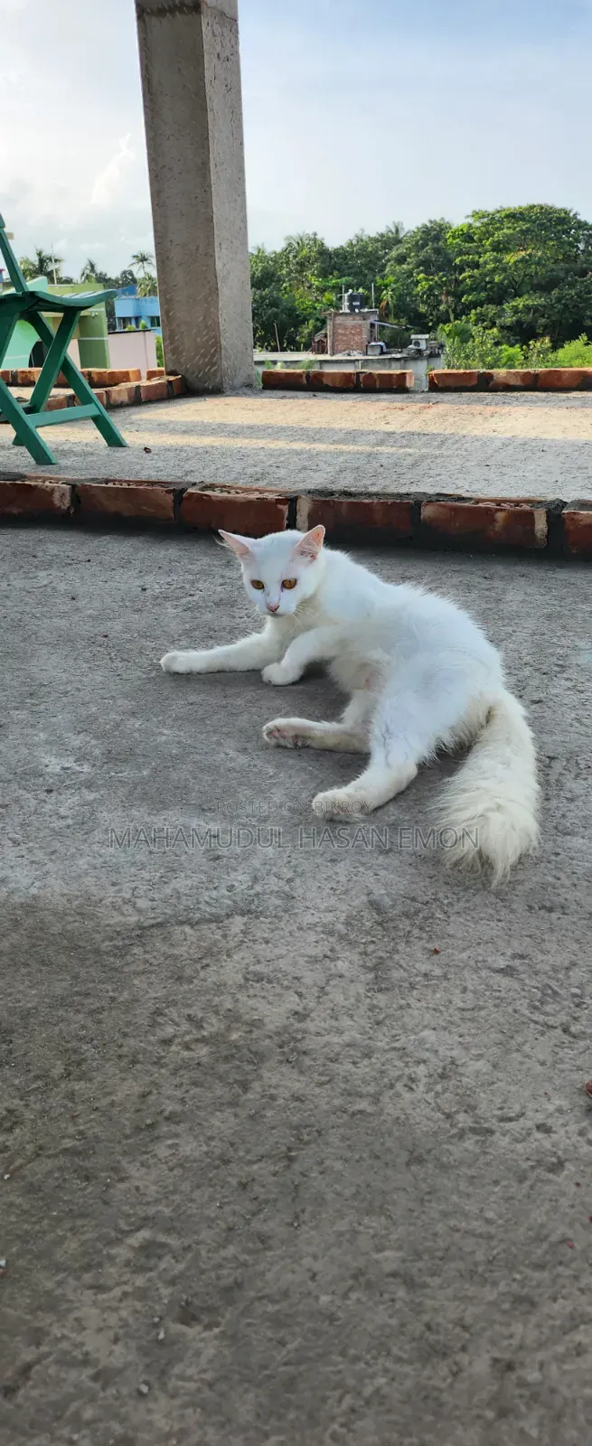 1+ Year Male Purebred Persian