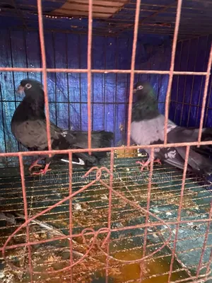 High-quality family pigeons