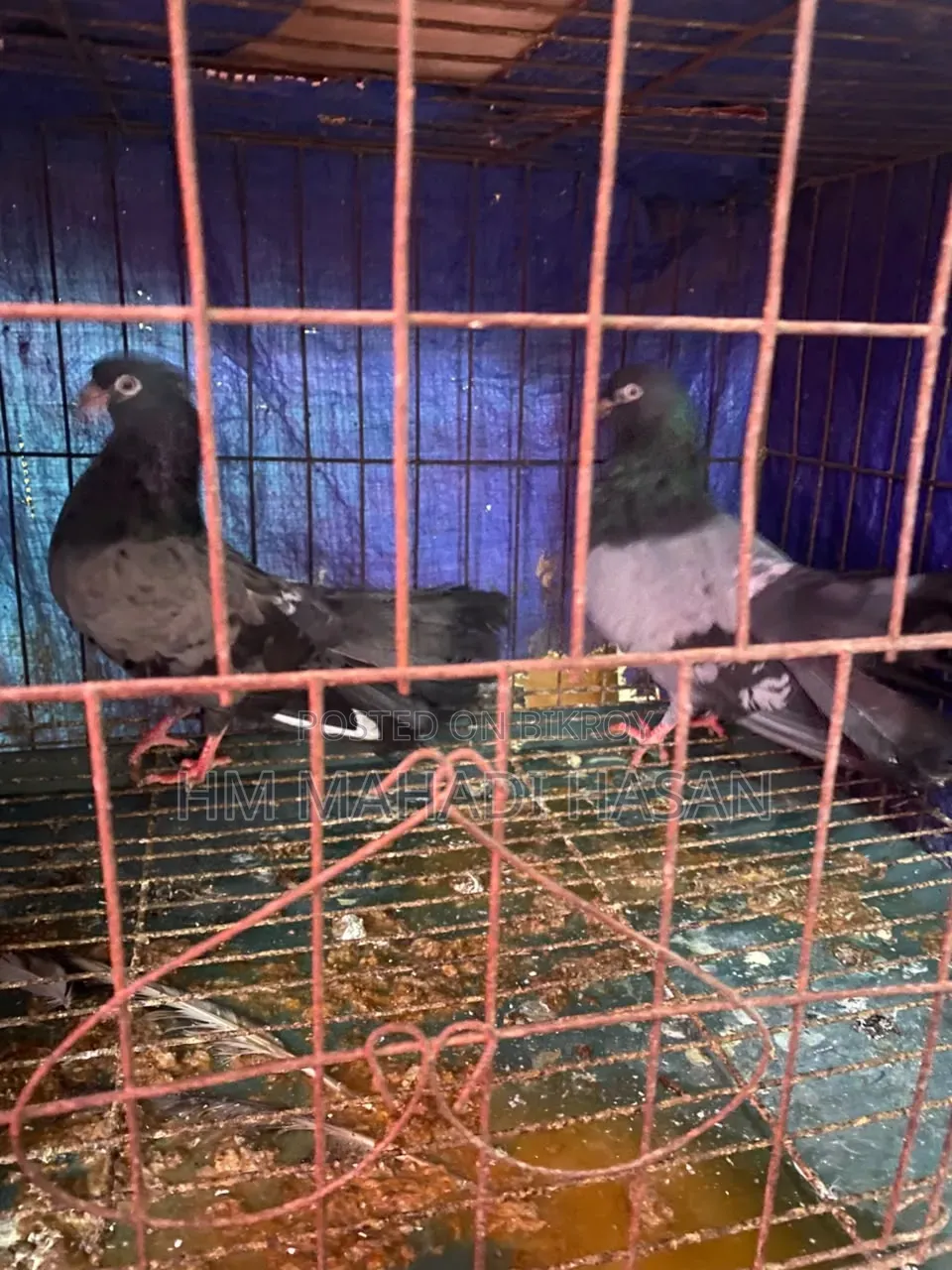 High-quality family pigeons