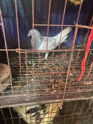 High-quality family pigeons