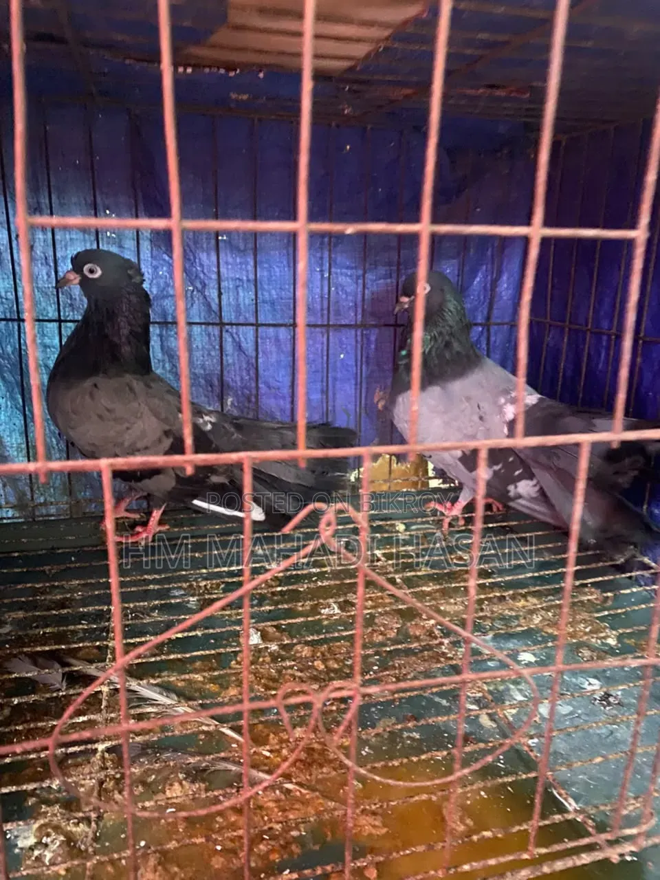 High-quality family pigeons