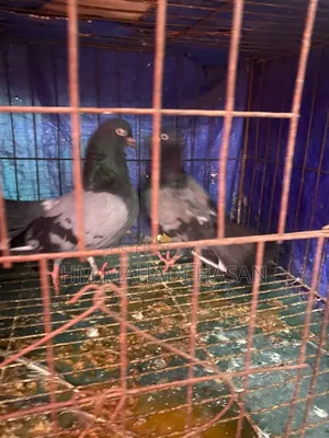 High-quality family pigeons