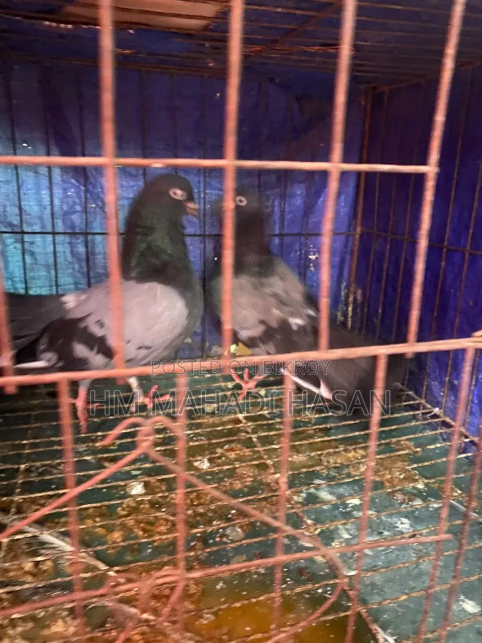 High-quality family pigeons