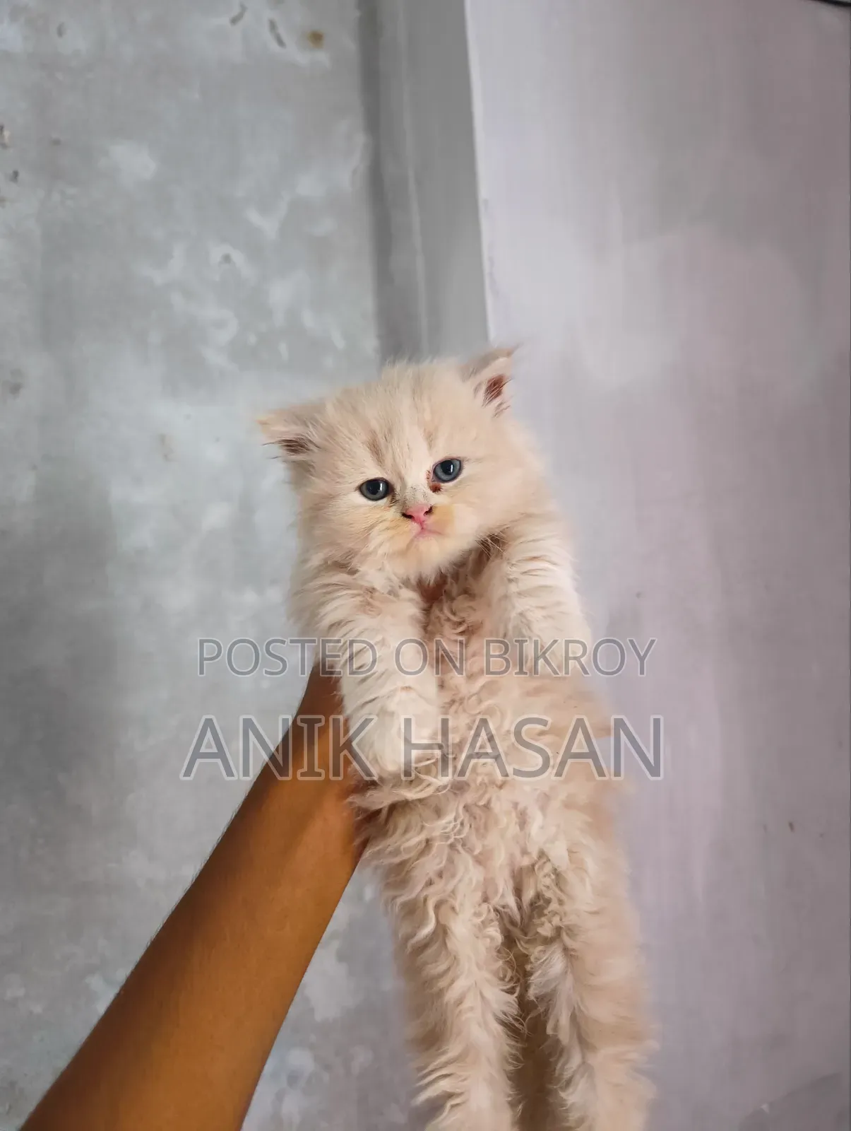 1-3 Months Female Purebred Persian