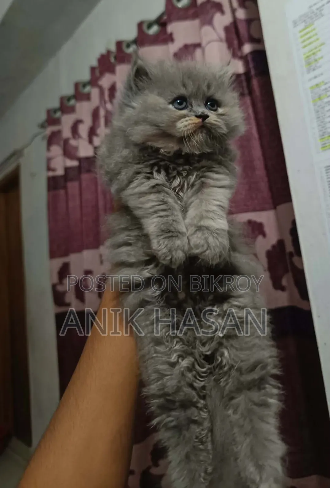 1-3 Months Female Purebred Persian