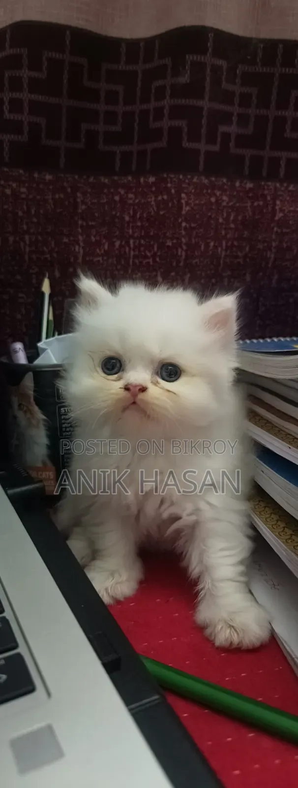 1-3 Months Female Purebred Persian