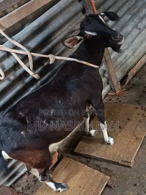 দুইটি ছাগী বিক্রি হবে