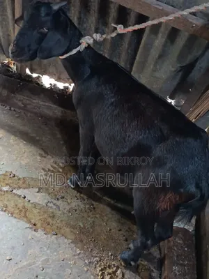দুইটি ছাগী বিক্রি হবে