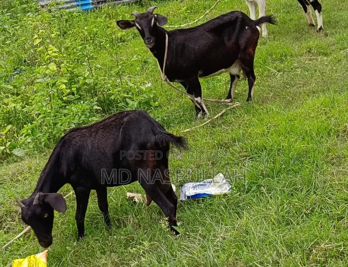 দুইটি ছাগী বিক্রি হবে