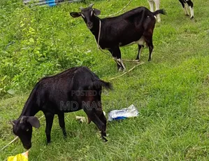দুইটি ছাগী বিক্রি হবে