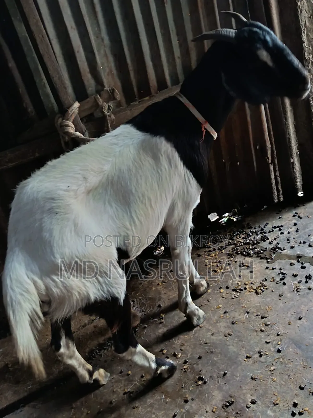 একটি বড় খাসী ছাগল বিক্রি হবে