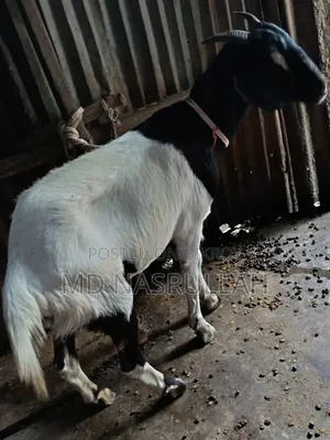একটি বড় খাসী ছাগল বিক্রি হবে