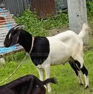 একটি বড় খাসী ছাগল বিক্রি হবে