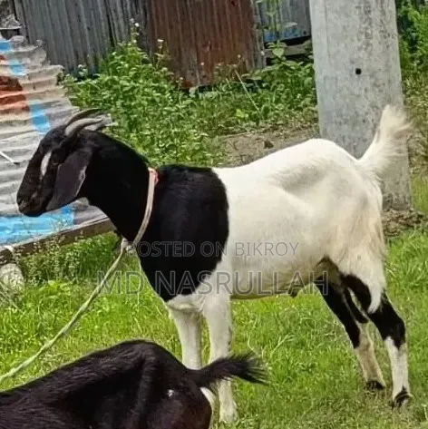 একটি বড় খাসী ছাগল বিক্রি হবে
