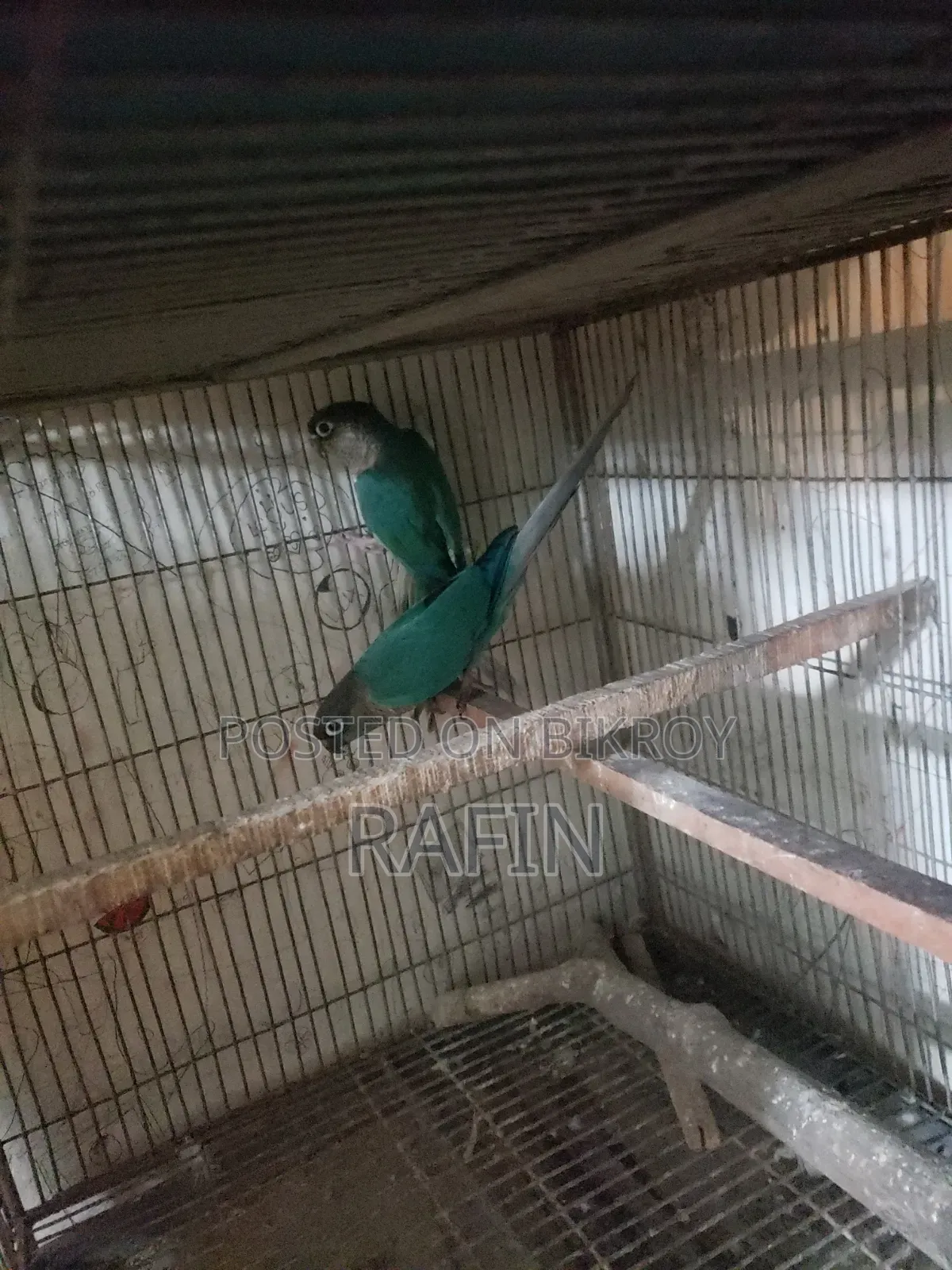 ব্লু রানিং টারকুনিজ জোড়া বিক্রি হবে।