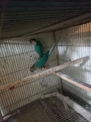 ব্লু রানিং টারকুনিজ জোড়া বিক্রি হবে।