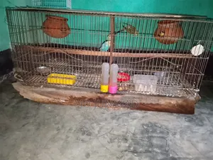 Budgerigar Two Pairs
