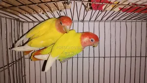 Lutino Opaline One Pair Love Bird Sell Hobe