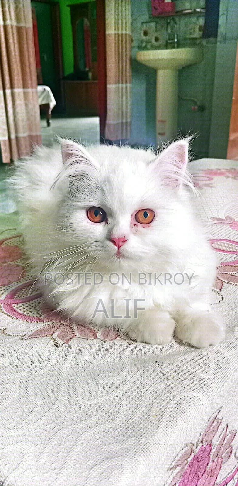 6-12 months Male Purebred Persian
