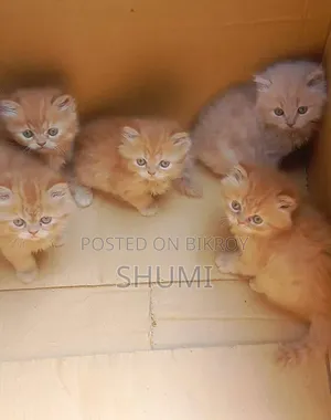 1-3 Months Female Mixed Breed Bengal Cat