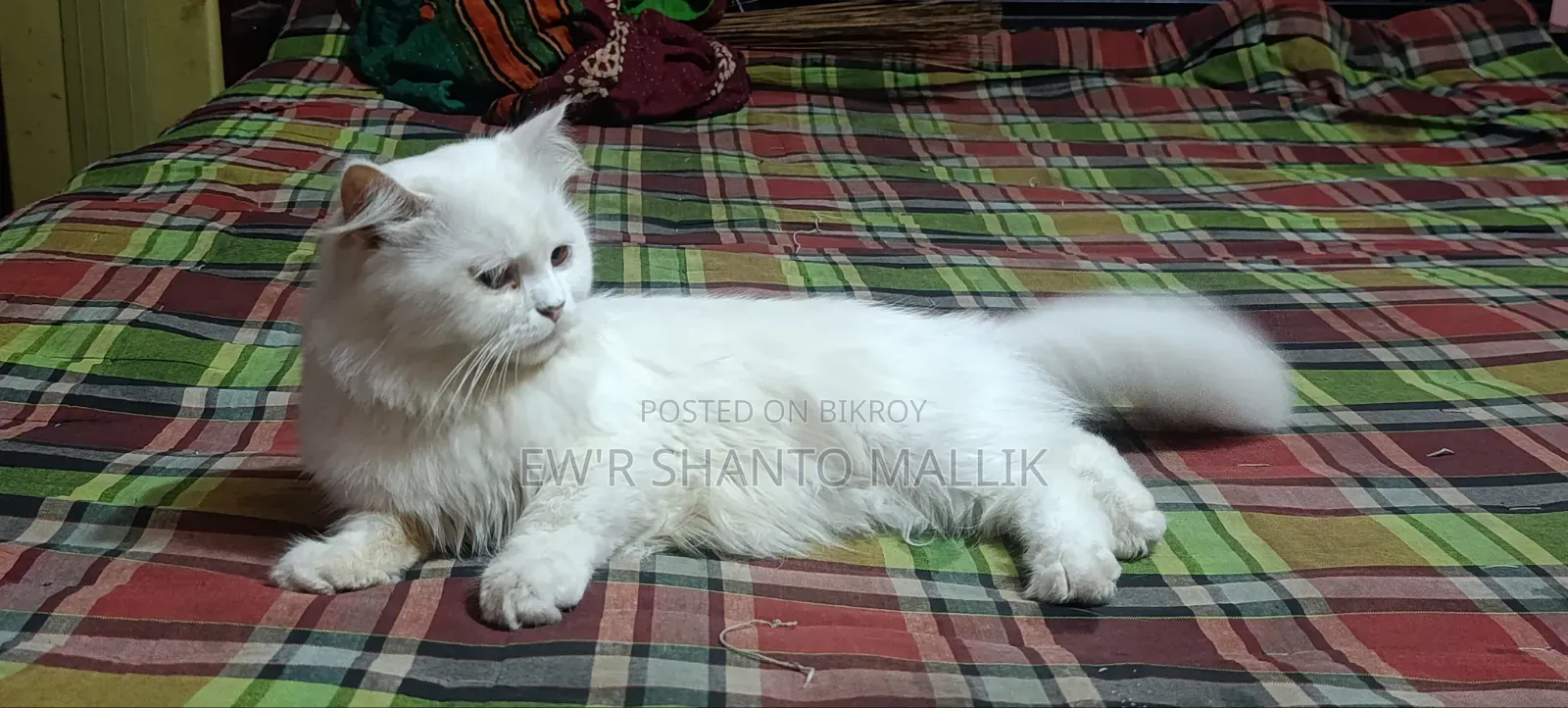 1+ Year Female Purebred Persian