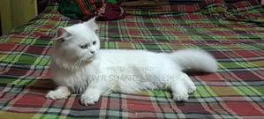 1+ Year Female Purebred Persian