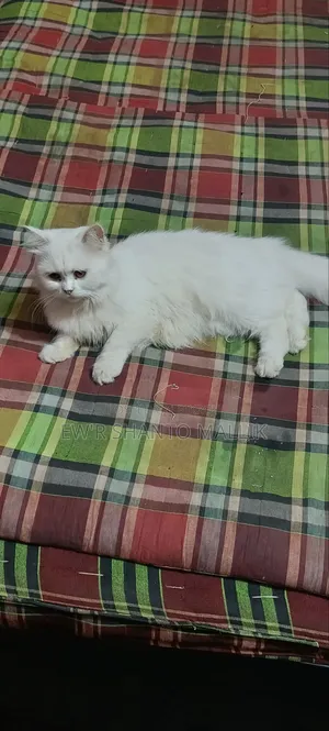1+ Year Female Purebred Persian